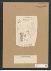 Schizonema chondroides (Kuetz.) Menegh. (de-Toni-Nr.: Genus 20, Species 1198) Zeichnungen Sammlung Grunow Nr. 2305 (NHMW-BOT-W0369427)